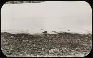 Image: Ptarmigan on Snow (Lagopus rupestris rupestris)